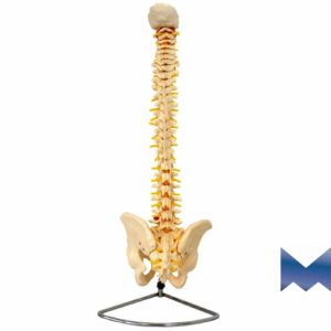 Coluna vertebral anatomia