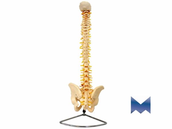 Coluna vertebral anatomia